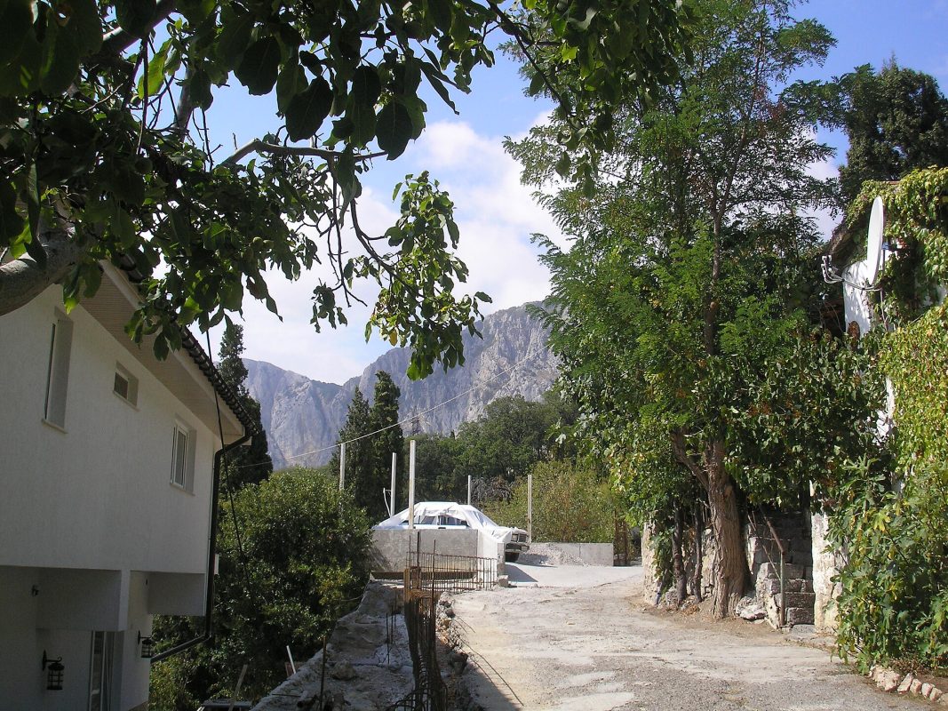 Oliva