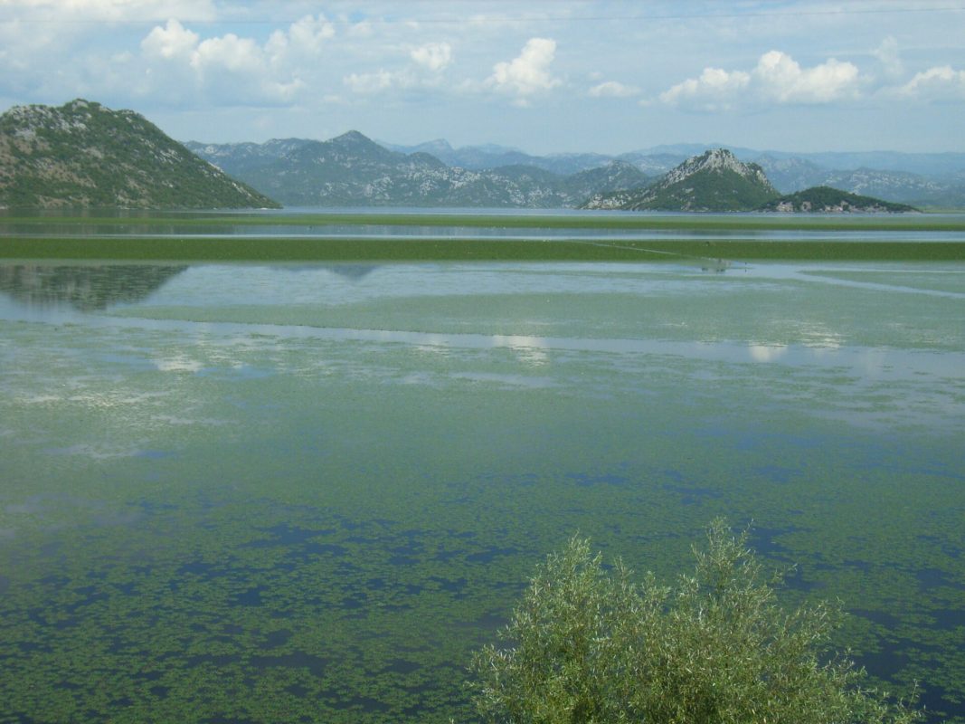Шкодер