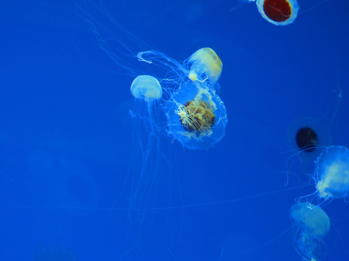 Veracruz Aquarium