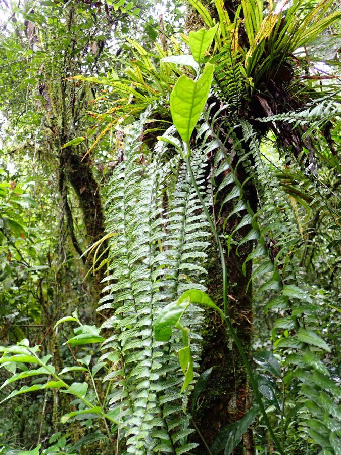 Andasibe-Mantadia National Park
