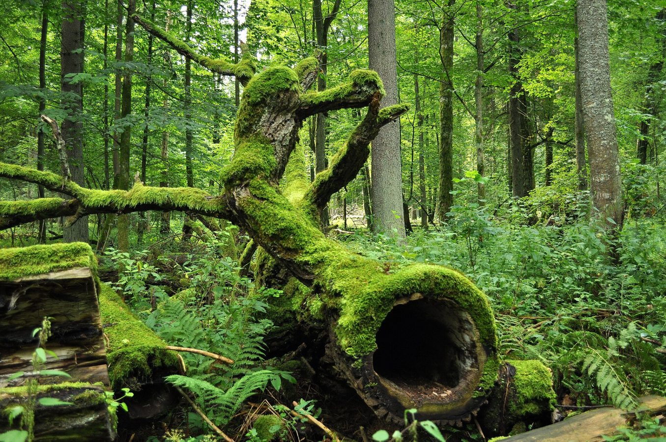 Belovezhskaya Pushcha National Park