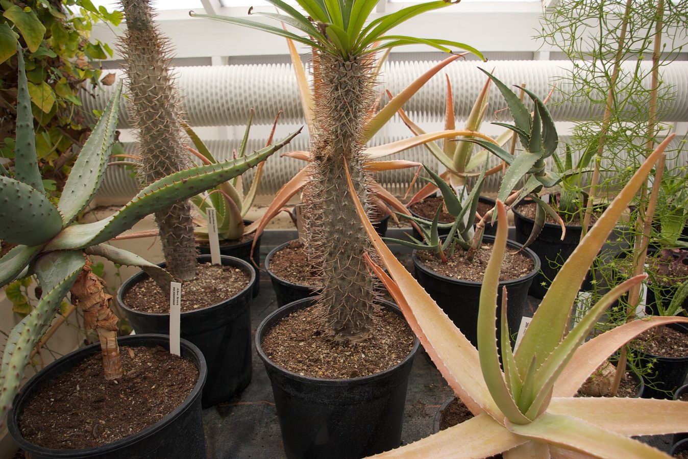 Delft University of Technology Botanical Garden