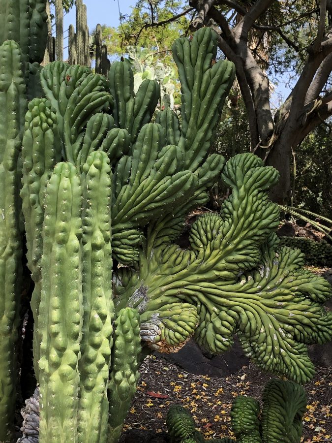 Huntington Botanical Gardens