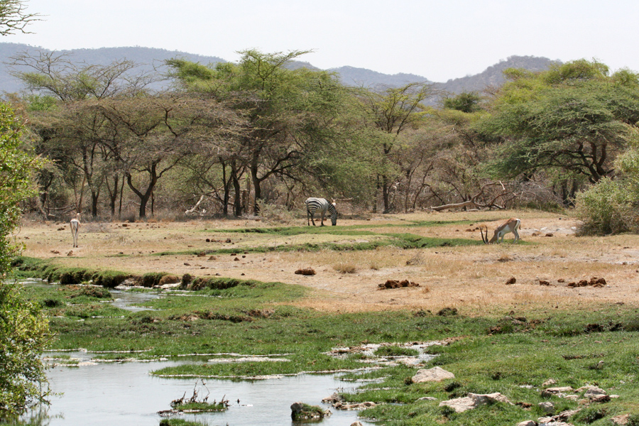 Buffalo Springs National Reserve