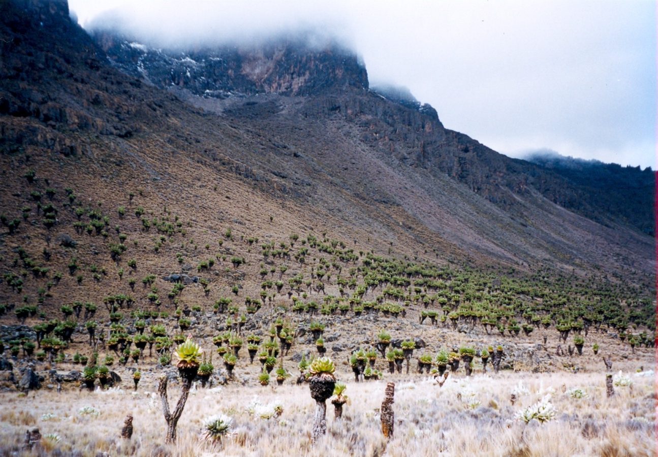 Mount Kenya area