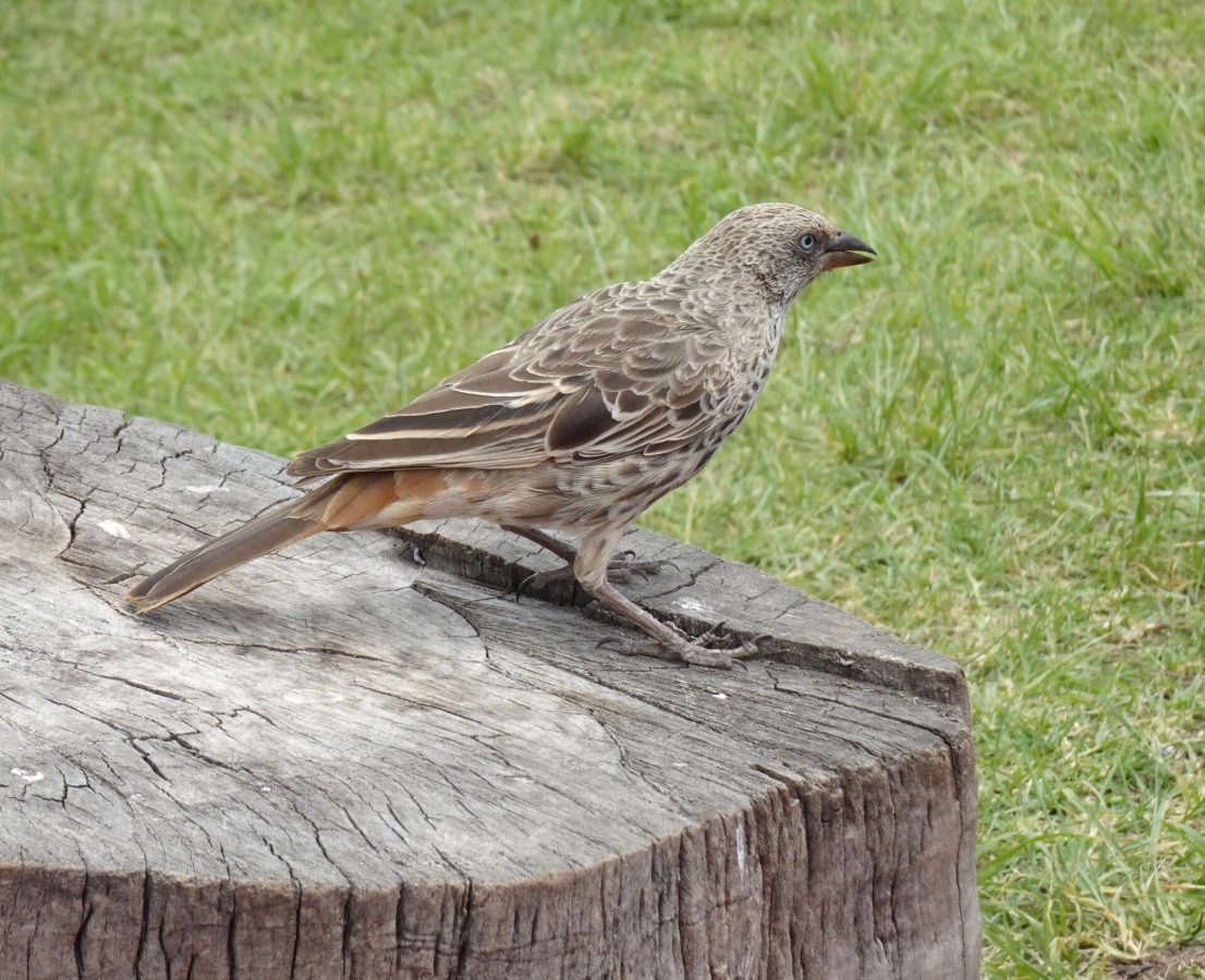 Ngorongoro Crater
