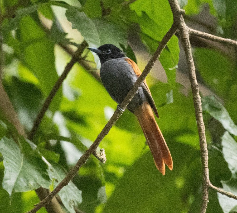 Limbe Botanical Garden