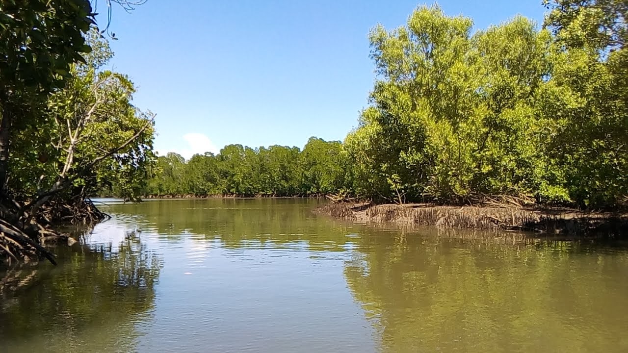 Kilifi Creek Mangrove Forest