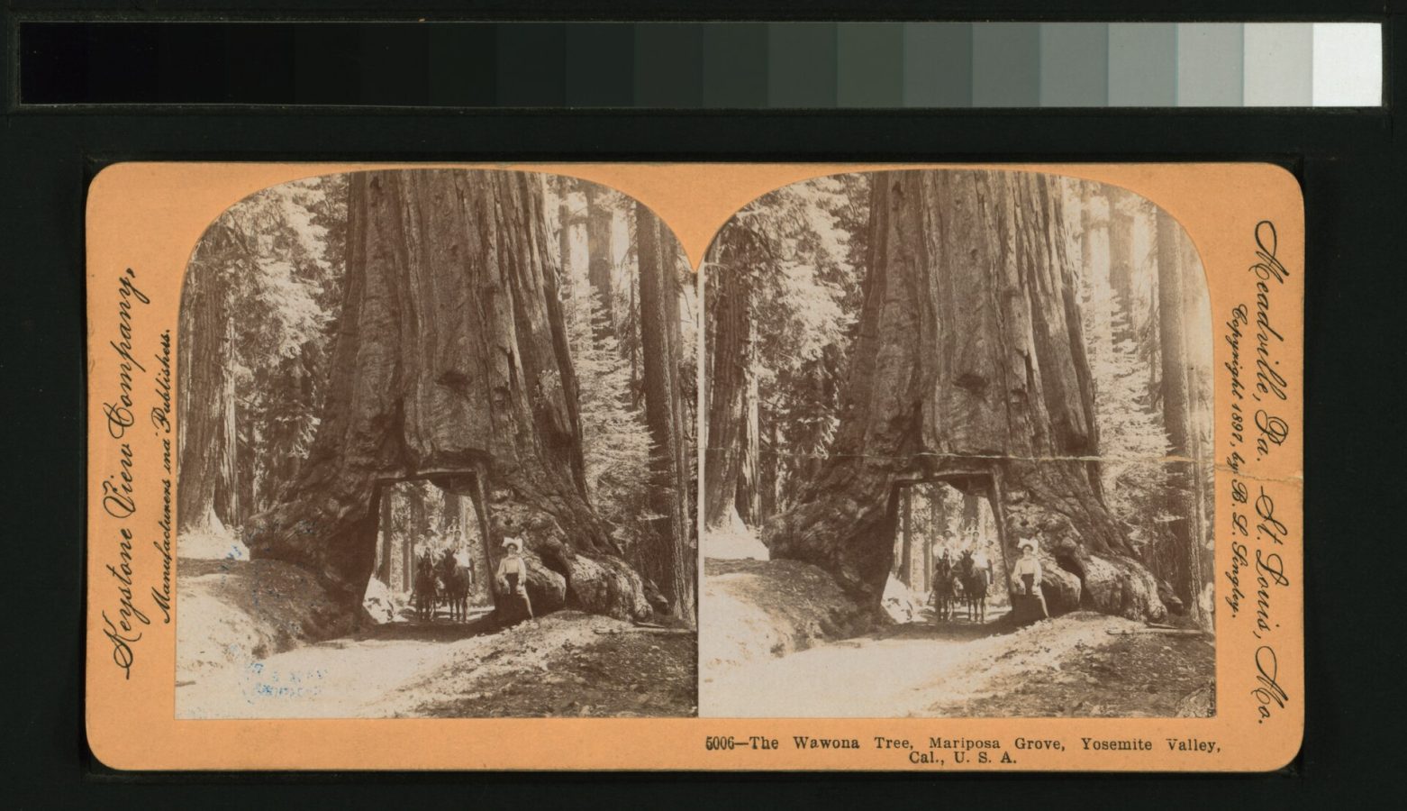 Mariposa Grove