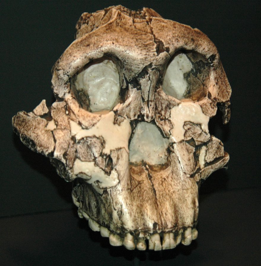 Olduvai Gorge Museum