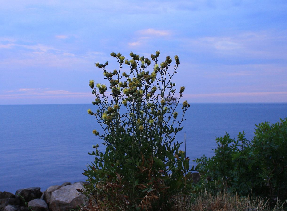 Cape Sarych