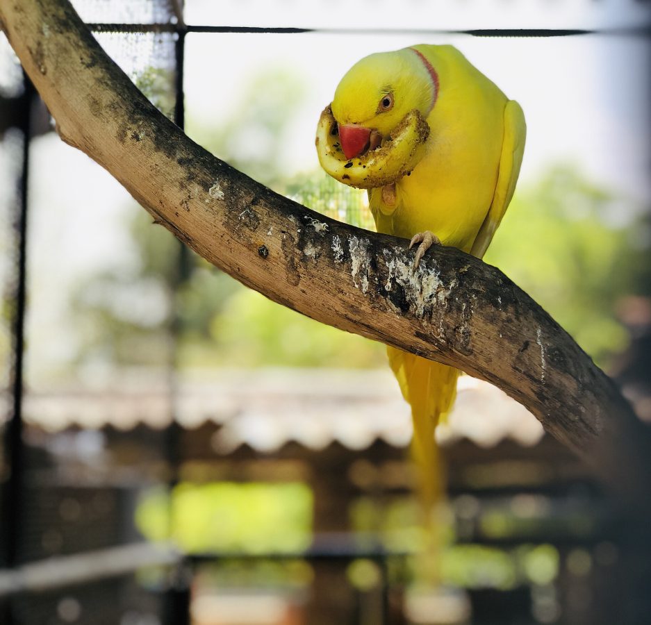 National Zoological Gardens of Sri Lanka