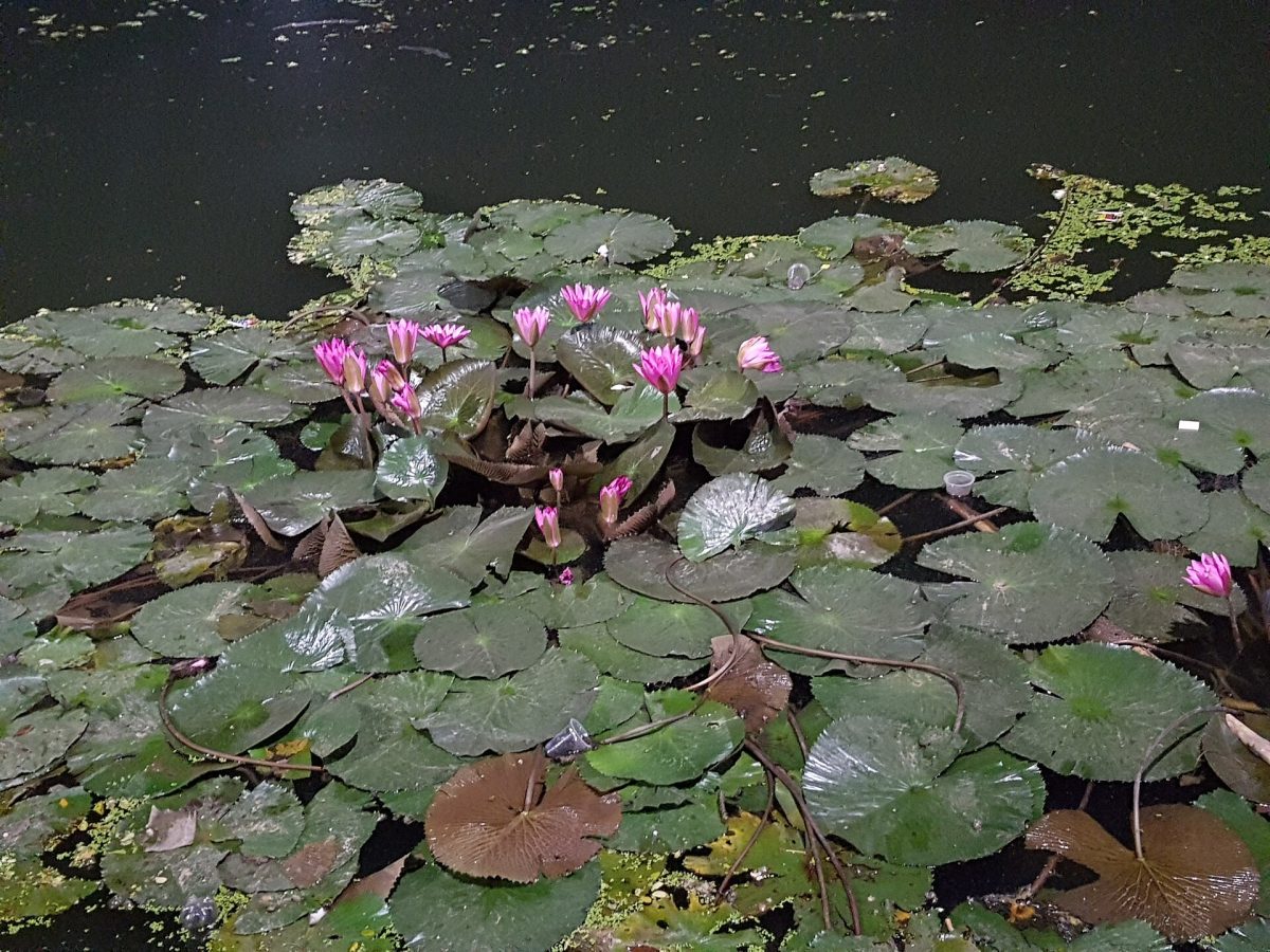 Dhanmondi Lake (nearest part)