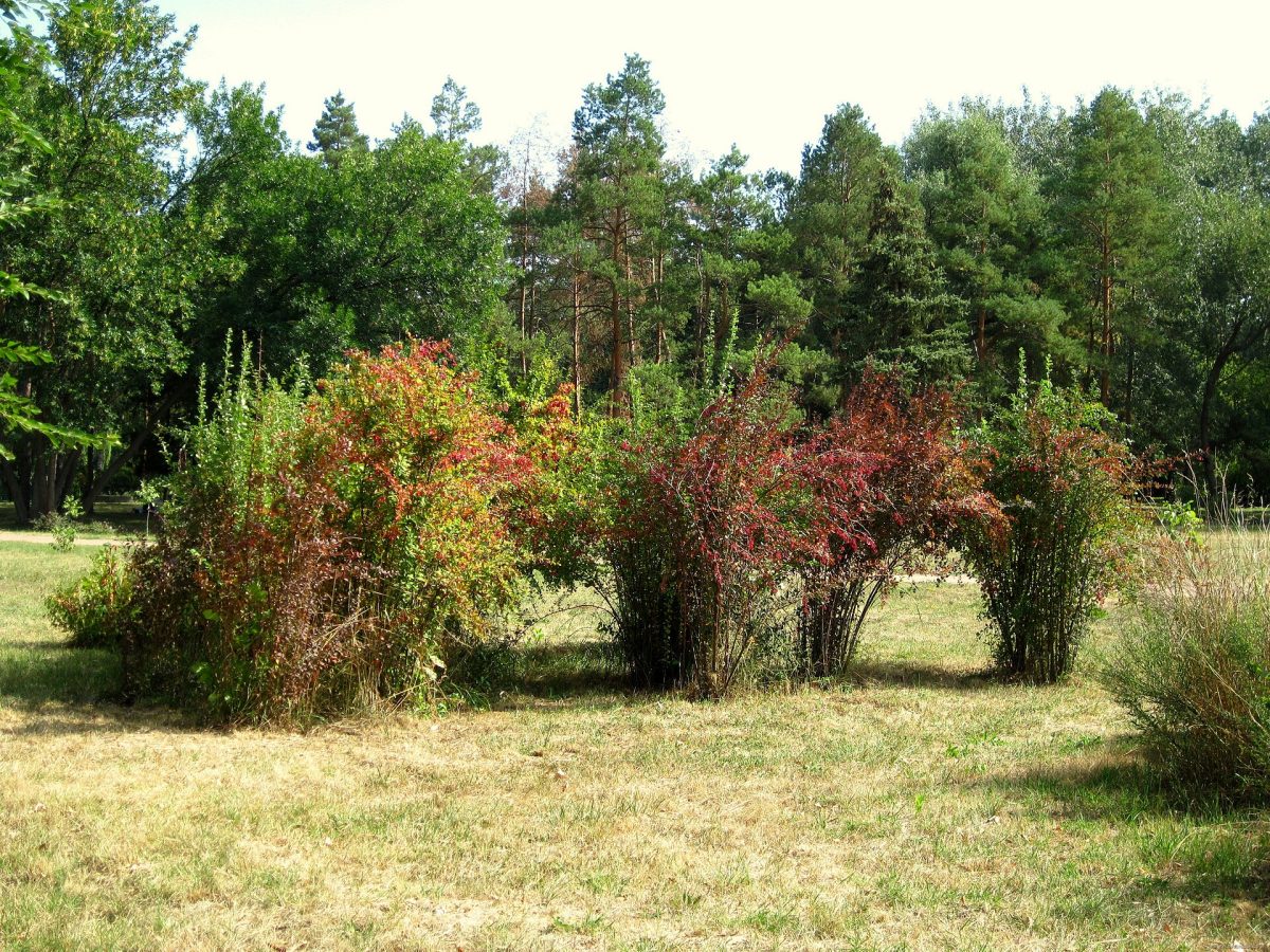 Sochi Arboretum