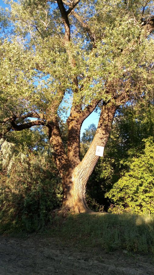 Abai Park