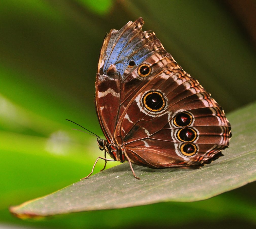 Simón Bolívar National Zoological Park