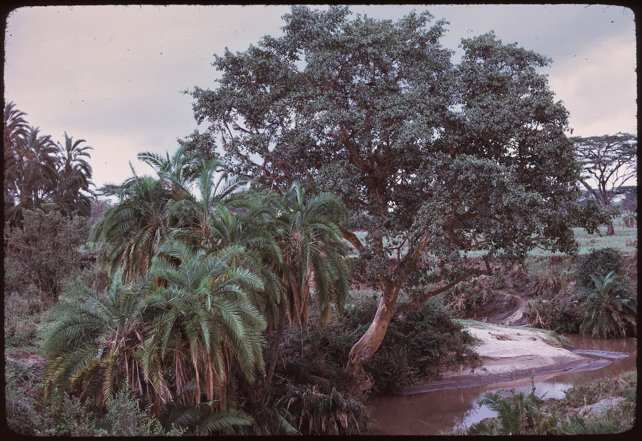 Seronera River