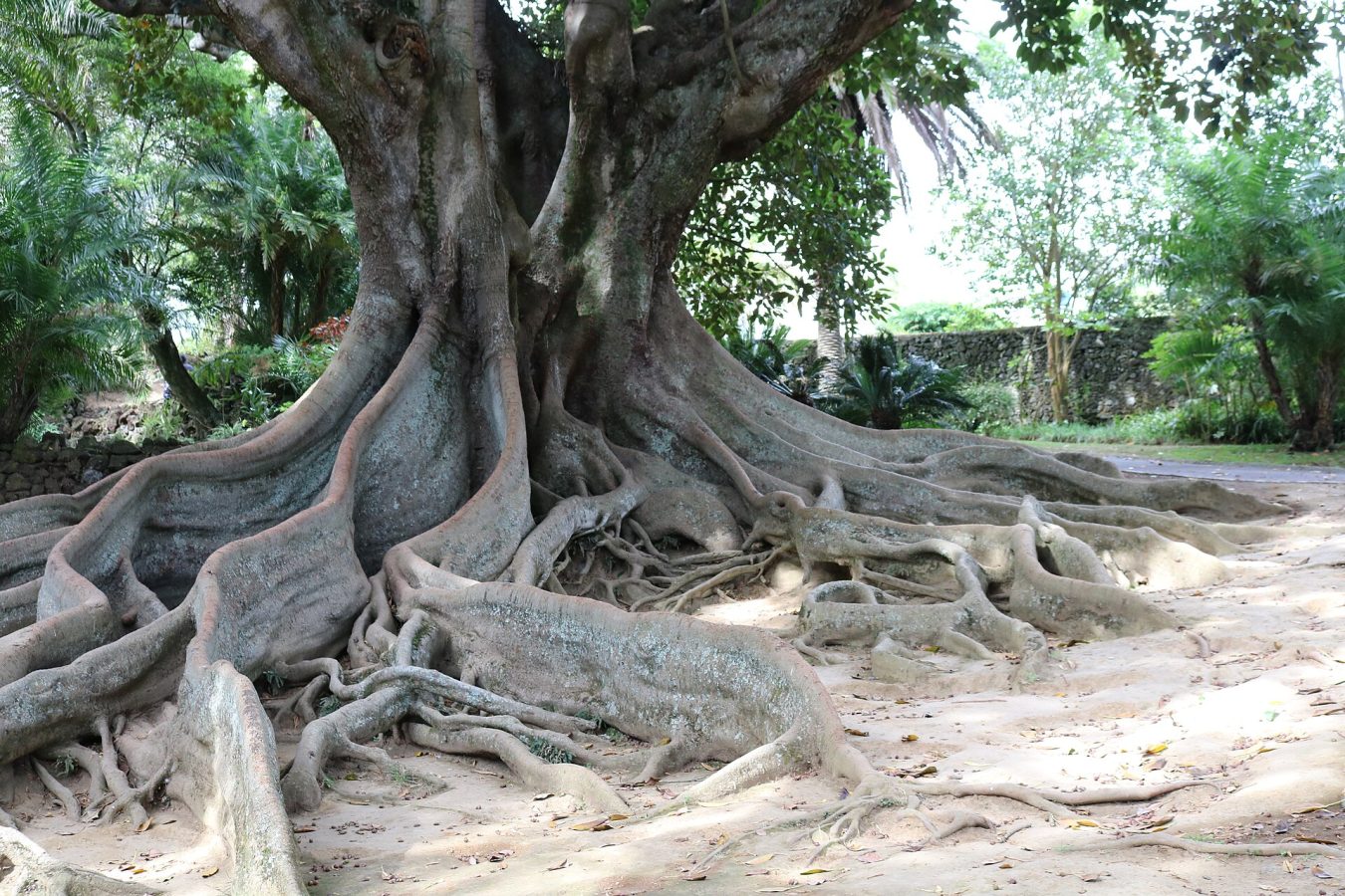 António Borges Garden