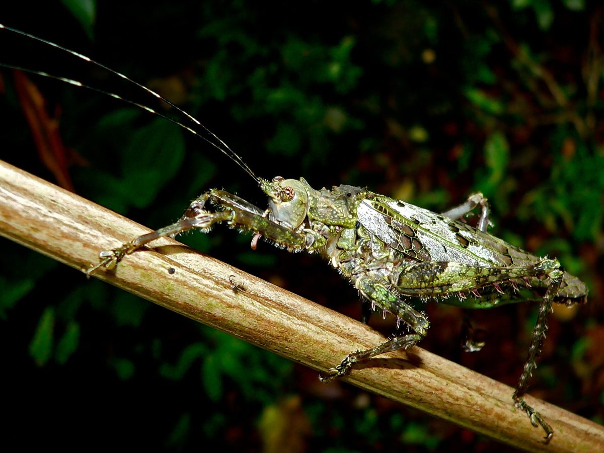 Selvatura Park