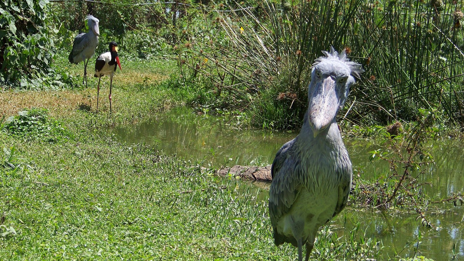 Uganda Wildlife Education Centre